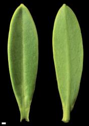 Veronica arganthera. Leaf surfaces, adaxial (left) and abaxial (right). Scale = 1 mm.
 Image: W.M. Malcolm © Te Papa CC-BY-NC 3.0 NZ